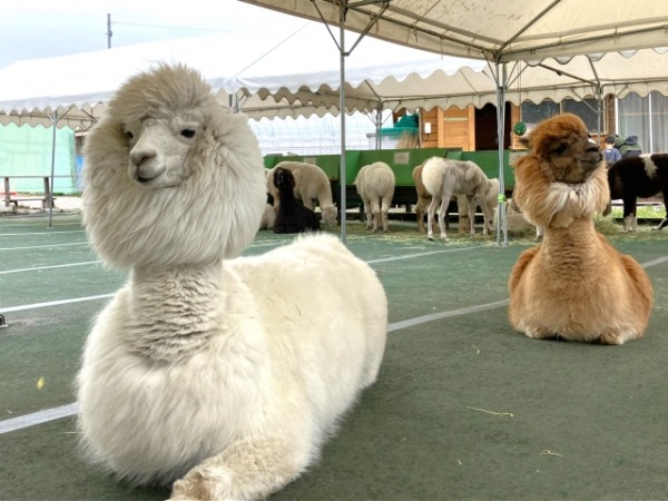 もふもふ」、触感だけでなく食感も？ – 毎日ことばplus 