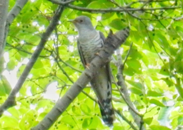 ホトトギスが秋に初鳴き？ – 毎日ことばplus